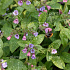 Pulmonaria saccharata 'Mrs Moon'