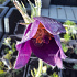 Pulsatilla vulgaris