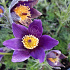 Pulsatilla vulgaris