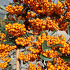 Pyracantha 'Orange Charmer'