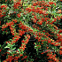 Pyracantha Dart's Red