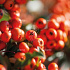 Pyracantha Dart's Red