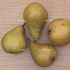 Pyrus communis 'Gieser Wildeman'