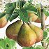 Pyrus communis 'Gieser Wildeman'