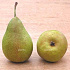 Pyrus communis 'Williams'