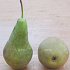 Pyrus communis 'Conference'