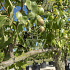 Pyrus communis 'Conference'