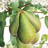 Pyrus communis 'Conference'
