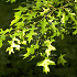 hoogstam leiboom, stamomtrek 14-16 cm, rek 180x120cm, draadkluit