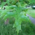 hoogstam leiboom, stamomtrek 14-16 cm, rek 180x120cm, draadkluit