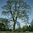 Quercus robur