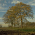 Quercus robur