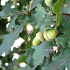 Quercus robur