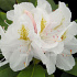 Rhododendron 'Catawbiense Album'