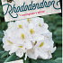 Rhododendron 'Cunningham's White'