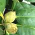 Rhododendron 'Germania'