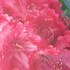 Rhododendron 'Germania'