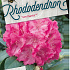 Rhododendron 'Germania'