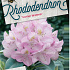 Rhododendron 'Gomer Waterer'