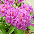 Rhododendron 'Marcel Menard'