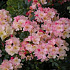 Rhododendron (Y) 'Percy Wiseman'