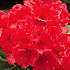 Rhododendron 'Red Jack'