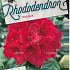 Rhododendron 'Red Jack'