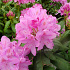 Rhododendron 'Roseum Elegans'