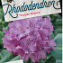 Rhododendron 'Roseum Elegans'