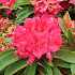 Rhododendron 'Wilgen's Ruby'