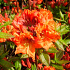 Rhododendron (AK) 'Gibraltar'