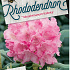 Rhododendron (Y) 'Kalinka'