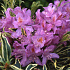 Rhododendron ponticum 'Variegatum'