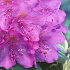 Rhododendron ponticum