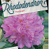 Rhododendron ponticum