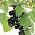 Ribes nigrum 'Titania'