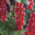 Ribes rubrum 'Jonkheer van Tets'