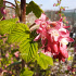 Ribes sanguineum 'King Edward VII'
