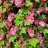 Ribes sanguineum 'King Edward VII'