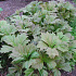 Rodgersia podophylla 'Braunlaub'