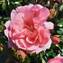 Rosa (F) 'Bonica 82'