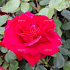 Rosa (F) 'Nina Weibull'