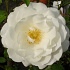 Rosa (F) 'Schneewittchen'