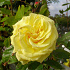 Rosa (K) 'Golden Showers'