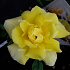 Rosa (K) 'Golden Showers'