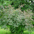 Rosa glauca