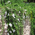 Rosmarinus officinalis 'Prostratus'