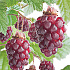 Rubus 'Tayberry'