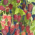 Rubus 'Tayberry'
