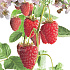 Rubus idaeus 'Autumn Bliss'